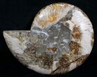 Wide Cleoniceras Ammonite (Half) #5948-1